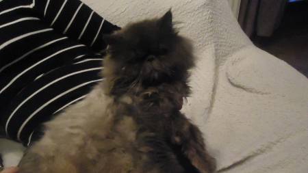 chat persan exotique male 1 an non castré