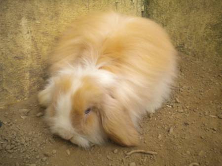 Lapin Bélier Teddy juin 2011