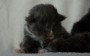Chatons Maine Coon Bleus