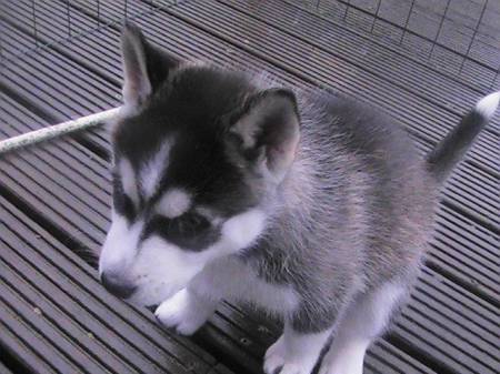 Husky à vendre