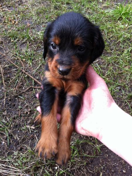 gordon setter