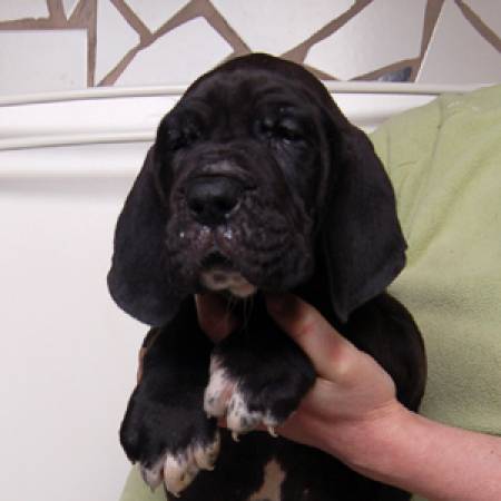 Chiots dogues allemand noirs à réserver