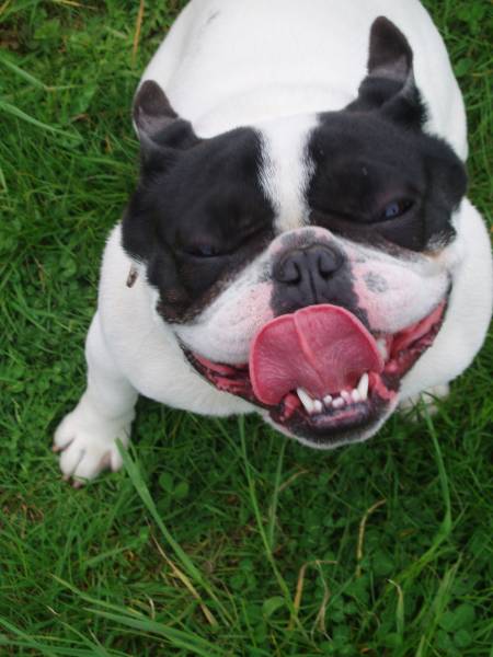 chien bulldog francais