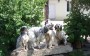 chiots setter anglais a reserver