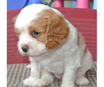 Chiot Cavalier King Charles � vendre 1