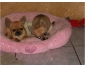 A donner deux petites femelles chihuahua LOF