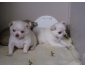 A donner contre bon soin deux magnifiques Chiots type Chihuahu