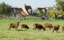 Moutons SOAY à vendre