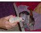 Singe capucin mâle et femelle pour adoption.