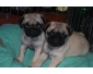 2 chiots femelle CARLIN LOF