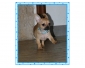 adorable Chiot Chihuahua male au LOF (pure race)