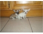 Superbe bébés chihuahua poils court NON L.O.F