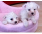 Magnifiques chiots de type bichon maltais