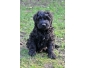 chiots bouvier des Flandres