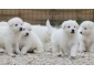 Chiots type Berger Blanc suisse à donner