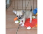 don de chiots chihuahua urgent