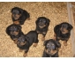 Chiots de race Rottweiler en vente