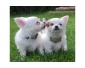 Chihuahua chiots en don à Ancers