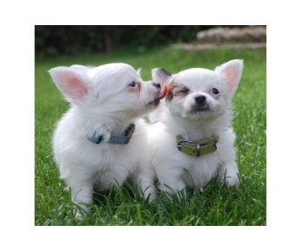 Chihuahua chiots en don � Ancers 1