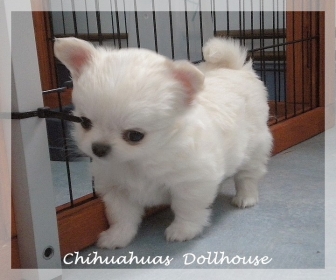 Adorable mini chiot b�b� chihuahua � donner 1