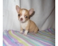 Adorable chiot Chihuahua femelle à donner