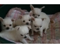 Magnifiques chiots chihuahuas lof, tous garanties.