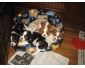 chiots cavalier king charles a donner