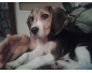 à vendre beagle femelle 4 mois et demi