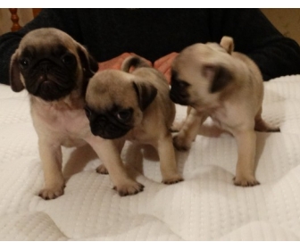 Chiots type carlin à donner Chiots type carlin à donner