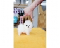 Chiots de poméranie