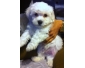 Chiot Bichon maltais à vendre