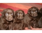 Chiots Labrador à vendre