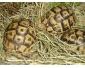 Tortue de terre à vendre