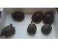 6 tortues + aquarium à vendre à Mettet 