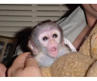 Magnifique Singe De Race Capucin Disponible