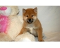 chiot shiba nu contre bons soins