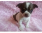 Chihuahua Mini e à vendre