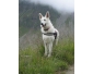 Berger blanc suisse à vendre
