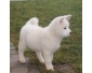 Splendides chiots Akita Inu - Différentes couleurs à vendre