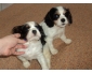 Chiots Cavalier King Charles à vendre