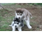 chiots husky mignon avec des papiers