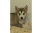 Chiots Malamute d'Alaska à vendre