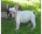 Bouledogue chiots à donner 