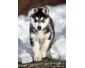 Adorable husky siberien pour adoption