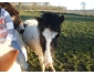 Deux Poney Shetland à vendre au Hainaut