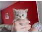 Chaton british shorthair à vendre