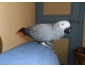 Perroquet gris du Gabon EAM en don
