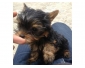 Magnifique chiot miniature yorkshire non lof