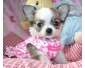 Adorable chiots de types chihuahua en don