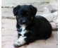 A vendre chiot border collie X berger allemand